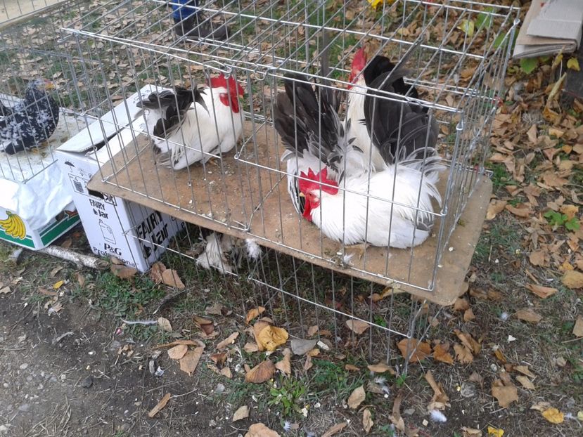 Fotografie0079 - 24---targ pancevo serbia 29 10 2017