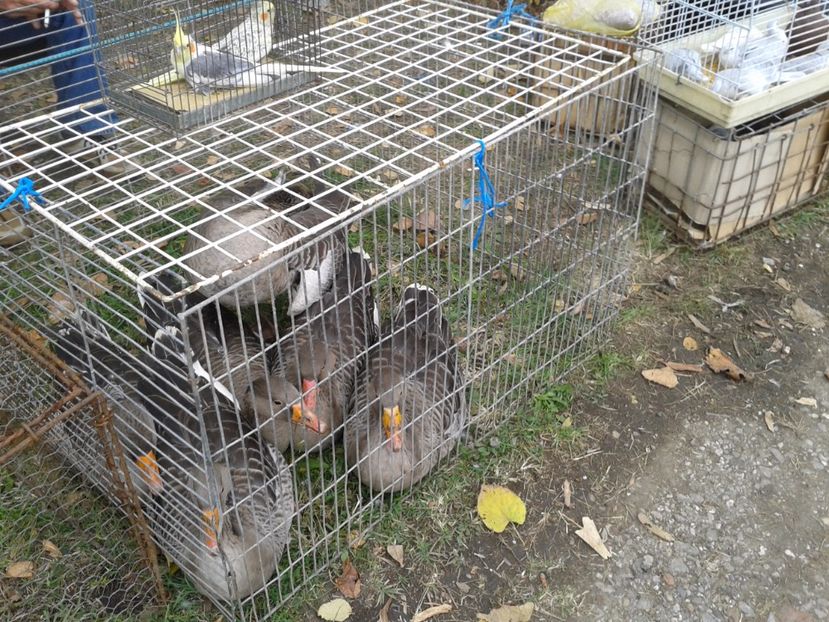 Fotografie0080 - 24---targ pancevo serbia 29 10 2017