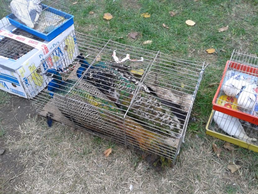 Fotografie0081 - 24---targ pancevo serbia 29 10 2017