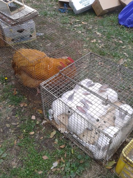 Fotografie0083 - 24---targ pancevo serbia 29 10 2017