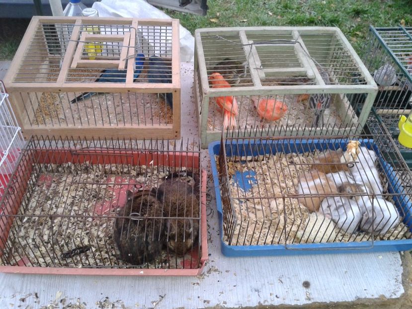 Fotografie0087 - 24---targ pancevo serbia 29 10 2017