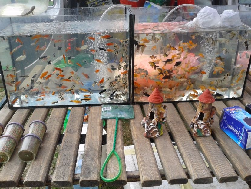 Fotografie0088 - 24---targ pancevo serbia 29 10 2017