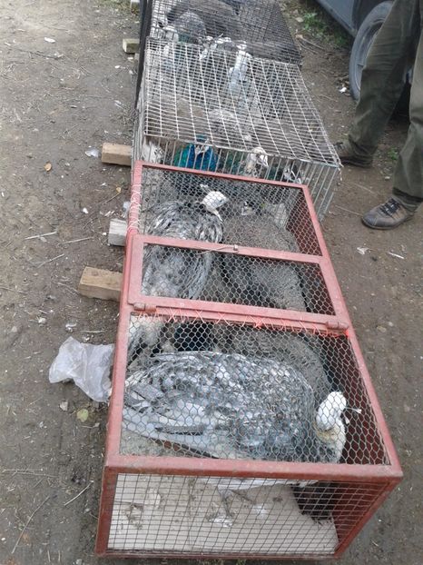 Fotografie0091 - 24---targ pancevo serbia 29 10 2017