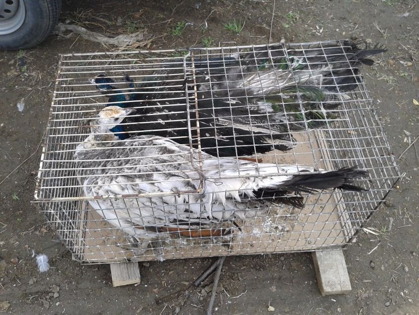 Fotografie0092 - 24---targ pancevo serbia 29 10 2017