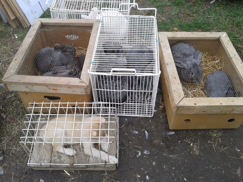 Fotografie0093 - 24---targ pancevo serbia 29 10 2017