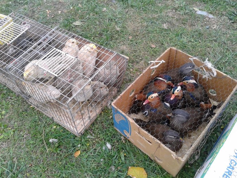 Fotografie0096 - 24---targ pancevo serbia 29 10 2017