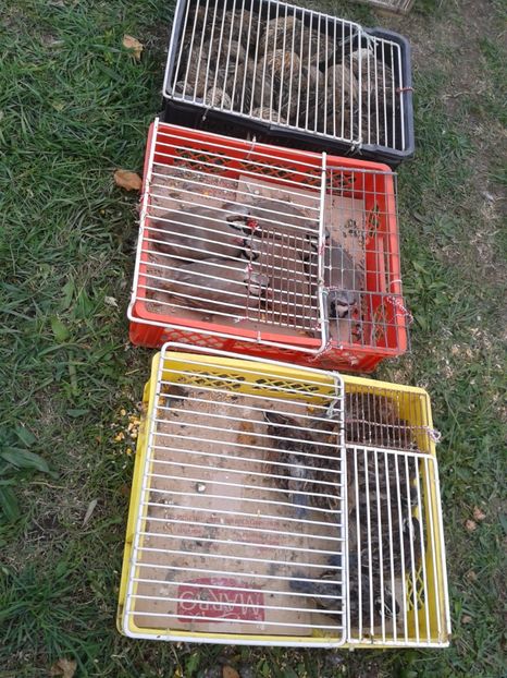 Fotografie0097 - 24---targ pancevo serbia 29 10 2017