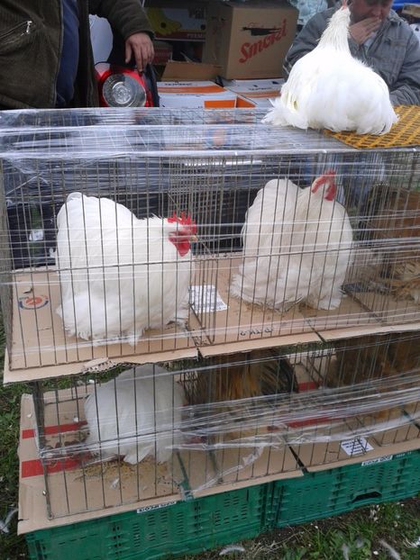 Fotografie0101 - 24---targ pancevo serbia 29 10 2017