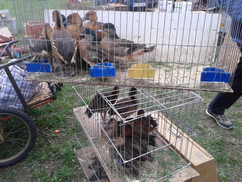 Fotografie0111 - 24---targ pancevo serbia 29 10 2017