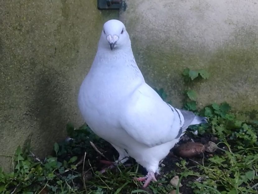 JRS8-ARCHIWUM - RO PL coop 3th generation