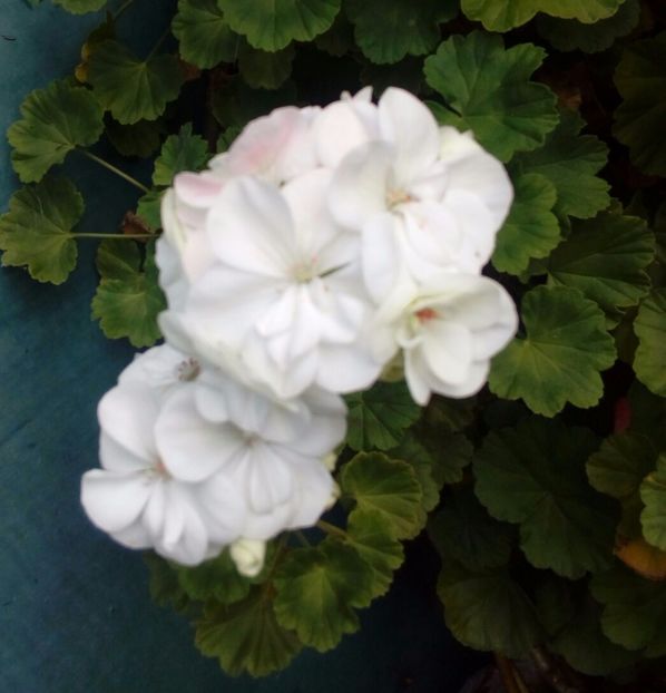  - plante de interior