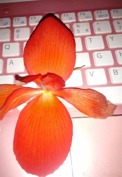  - plante de interior