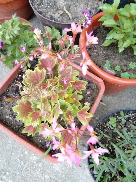  - plante de interior