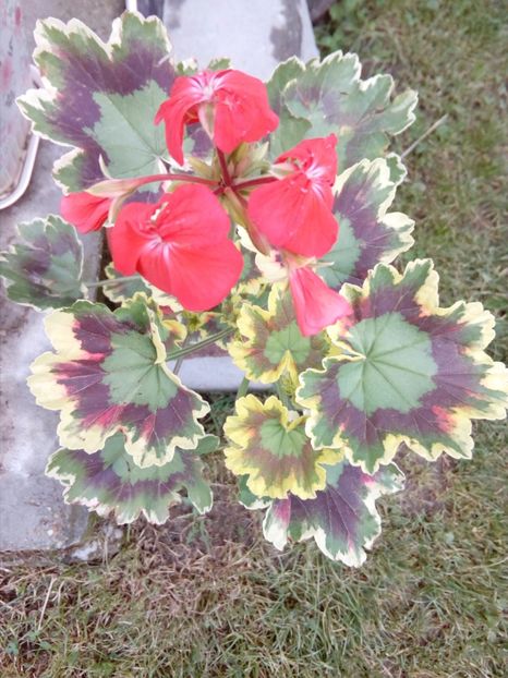  - plante de interior