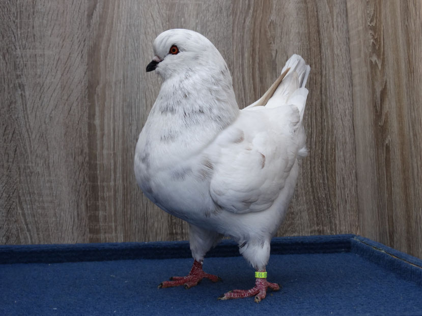 M 4 - Tineret King 2017