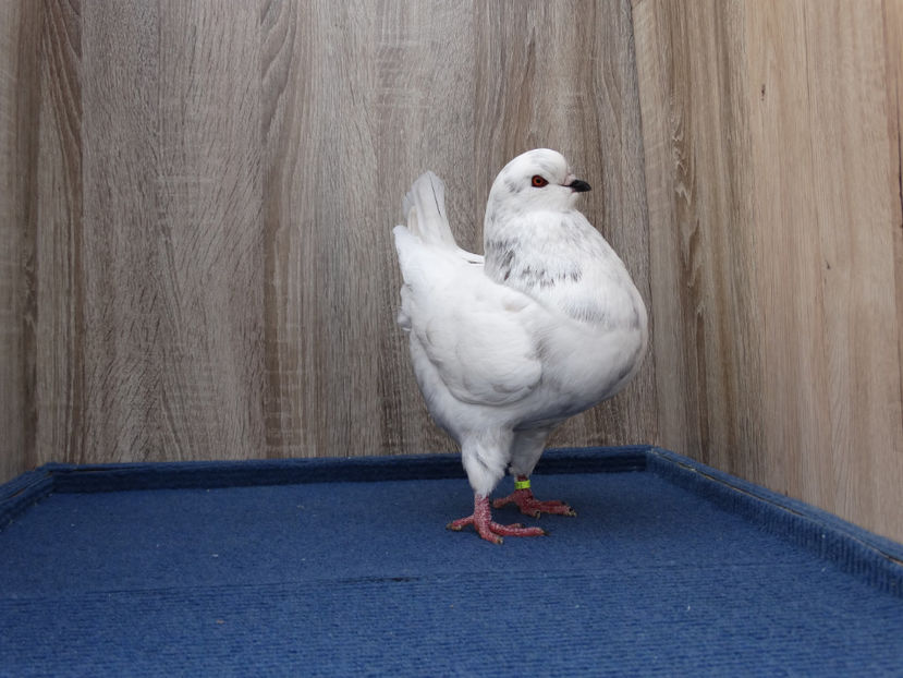 M 5 - Tineret King 2017