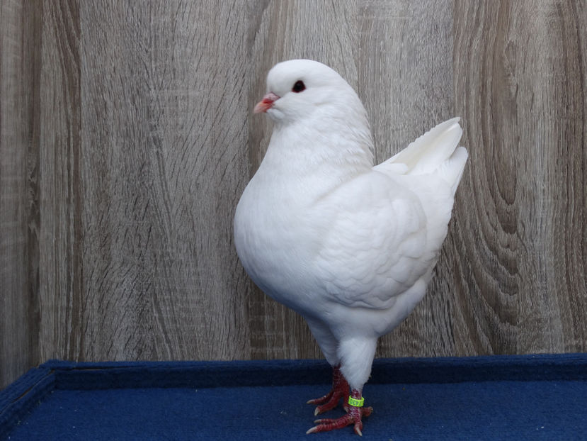 Mascul 5 - Tineret King 2017