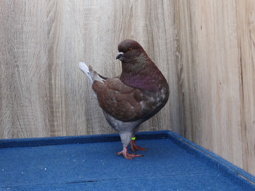 Mascul 2 - Tineret King 2017