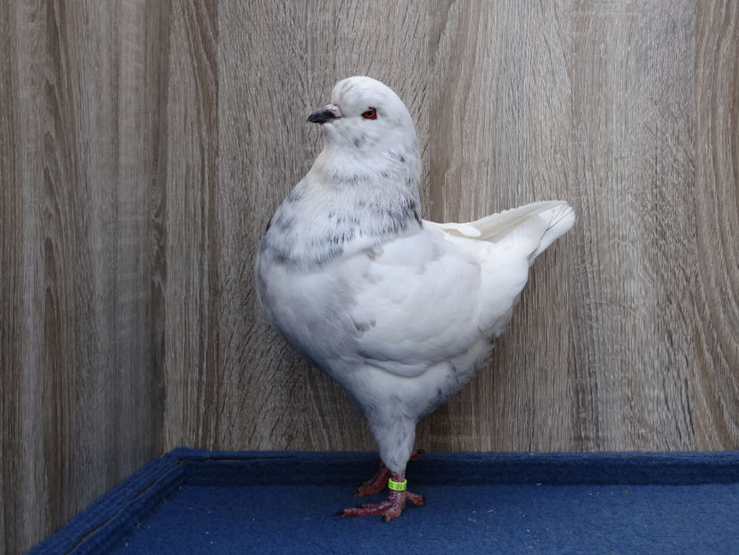 Mascul 2 - Tineret King 2017