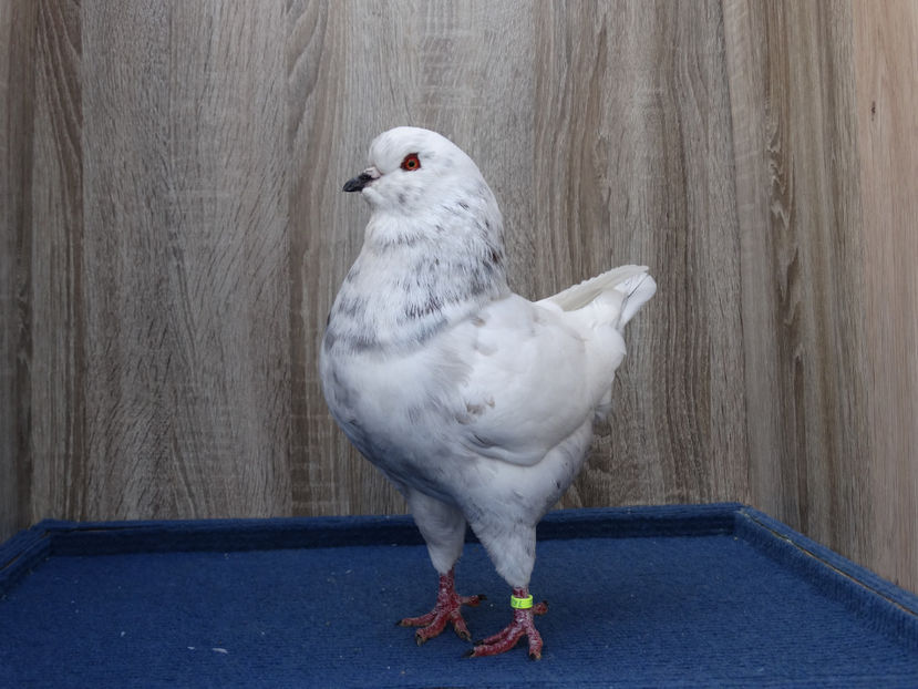 Mascul 4 - Tineret King 2017