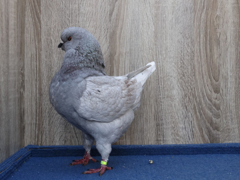 Mascul 2 - Tineret King 2017