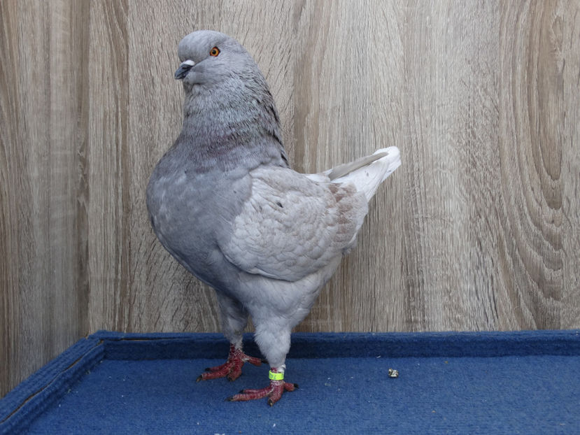 Mascul 3 - Tineret King 2017