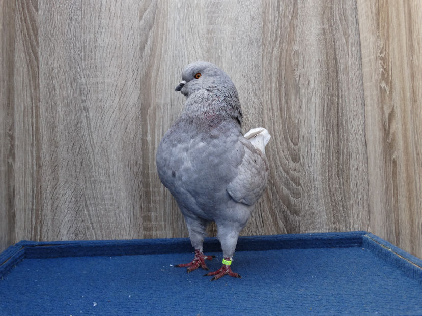 Mascul 5 - Tineret King 2017