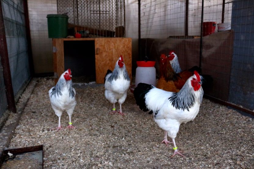  - 07 SUSSEX-2016-2017-2018