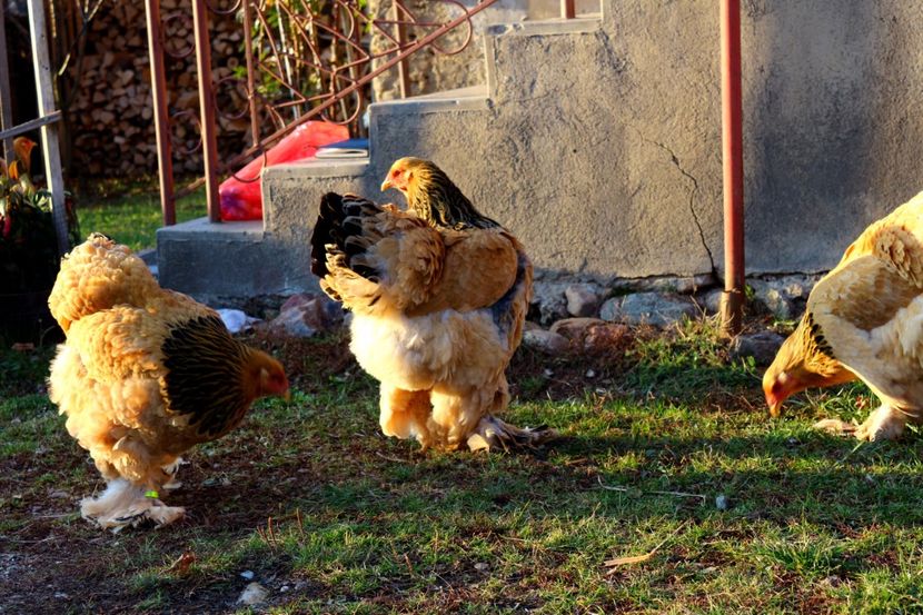  - Brahma Columbia Galben-negru 2017