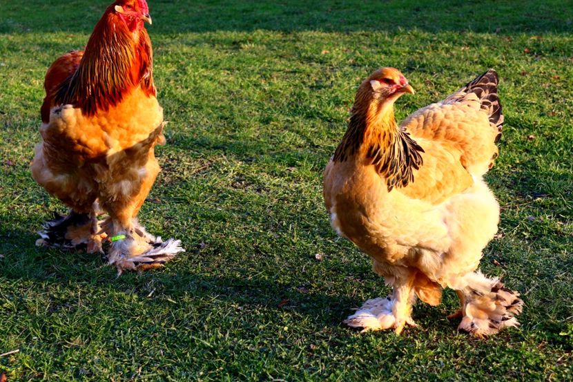  - Brahma Columbia Galben-negru 2017