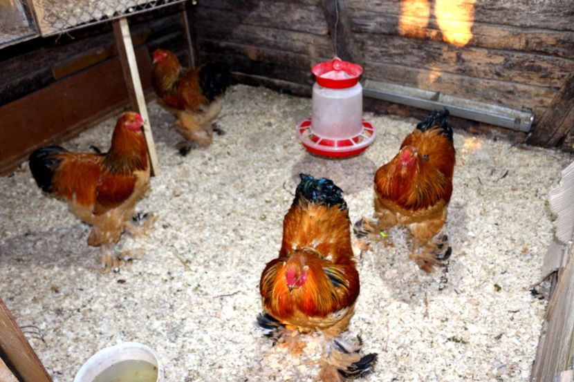  - Brahma Columbia Galben-negru 2017