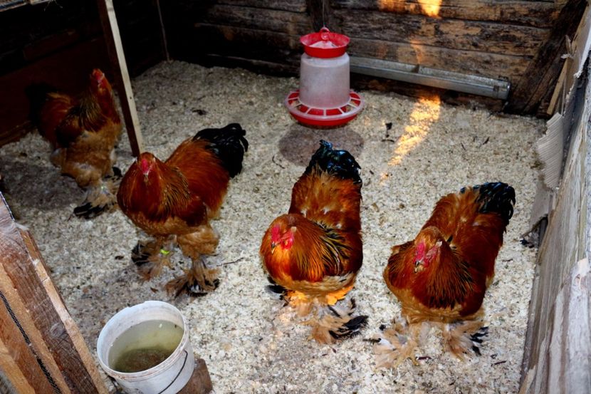  - Brahma Columbia Galben-negru 2017