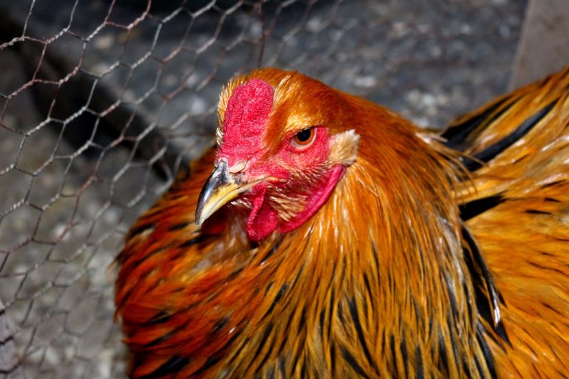  - Brahma Columbia Galben-negru 2017