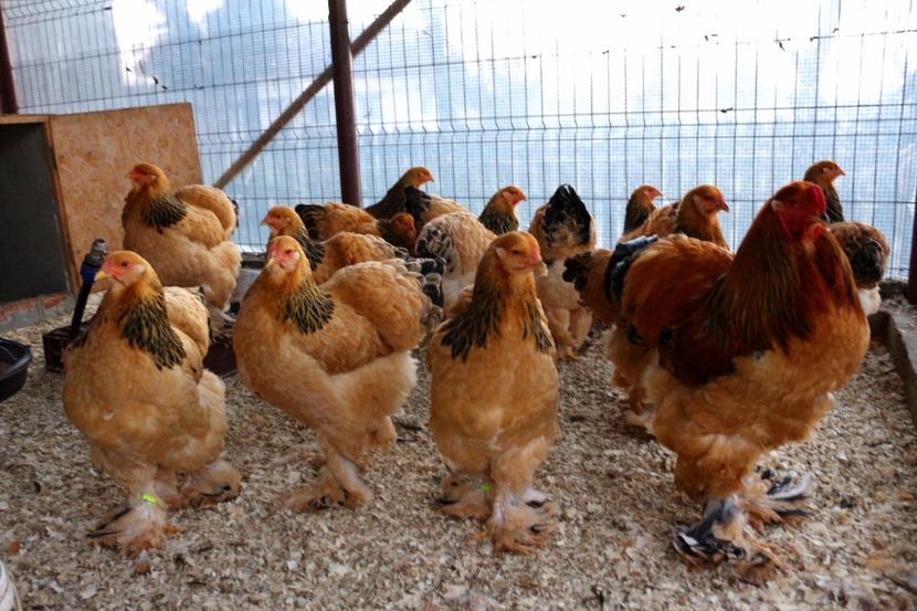  - Brahma Columbia Galben-negru 2017