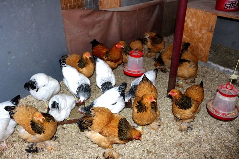  - Brahma Columbia Galben-negru 2017