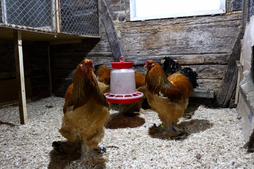  - Brahma Columbia Galben-negru 2017