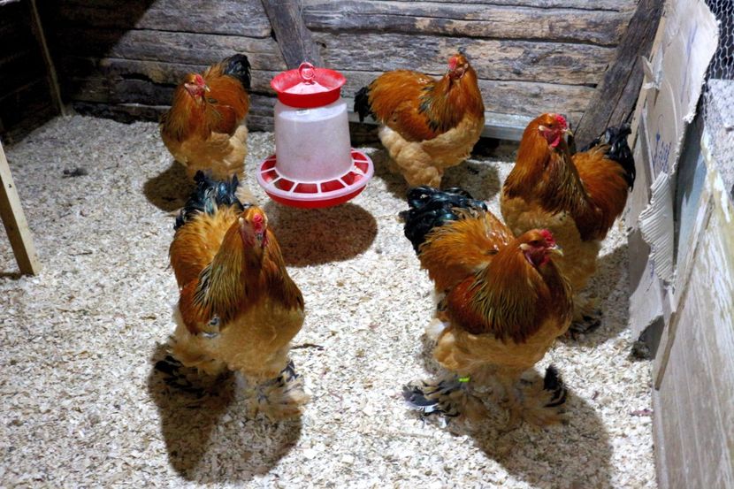  - Brahma Columbia Galben-negru 2017