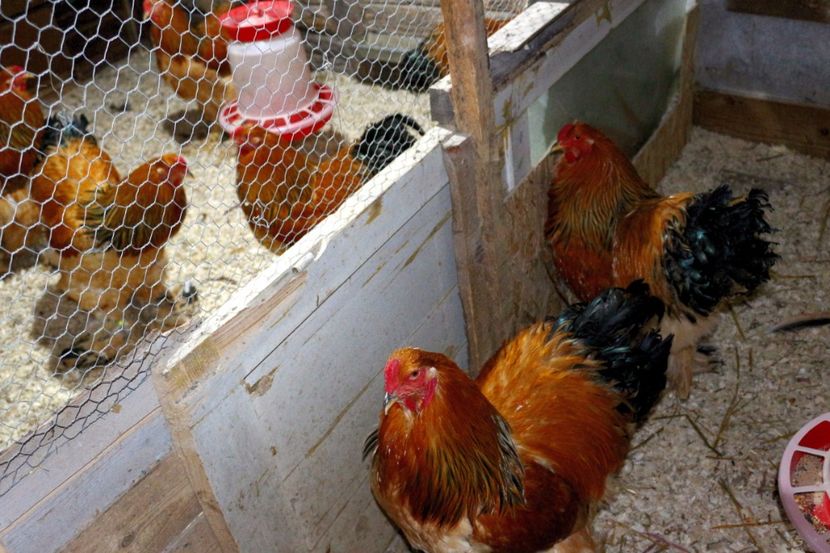  - Brahma Columbia Galben-negru 2017