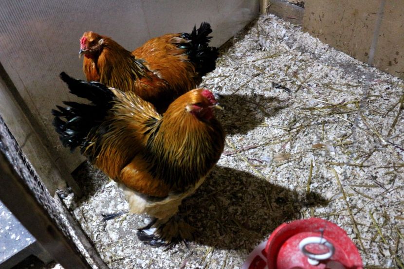  - Brahma Columbia Galben-negru 2017