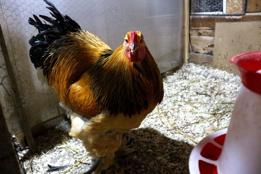  - Brahma Columbia Galben-negru 2017