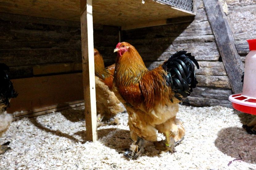  - Brahma Columbia Galben-negru 2017