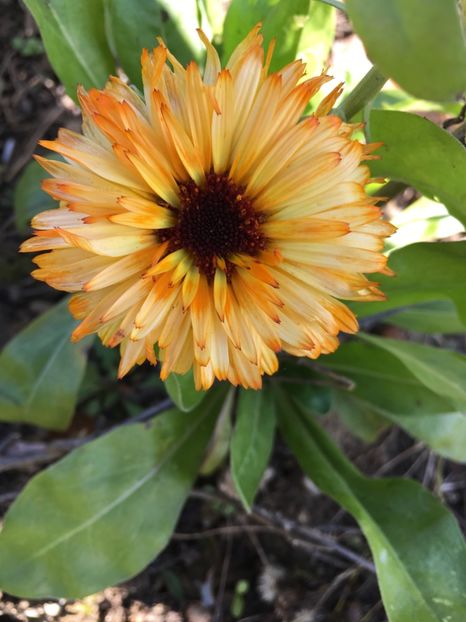  - Flori la balta 2017