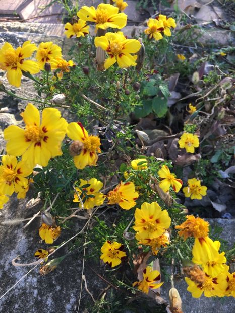  - Flori la balta 2017