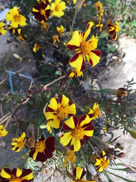  - Flori la balta 2017