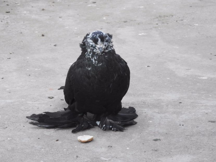  - 03-- URIASI MAGHIARI