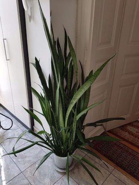 Sansevieria trifasciata simpla-planta mama - Sansevieria