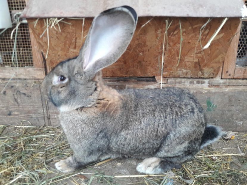 mascul face 7 luni. foarte greu 8.5 kg - aa DE VANZARE