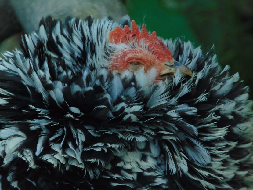 cochinchina pitic - Cochinchina pitic bobat