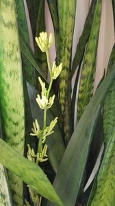 Sansevieria inflorita mai 2017 - Sansevieria