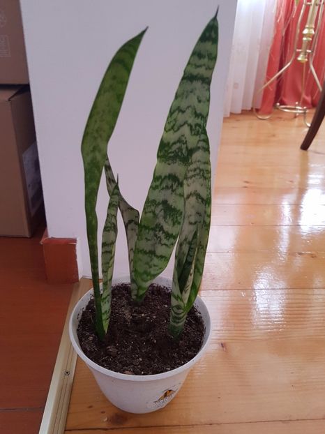 Lastari noi din planta mama - Sansevieria